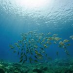 Large school of fish gathered in open water with sunlight streaming down from the surface