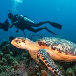 DPV diver course Málaga underwater scooter turtle