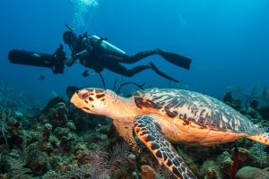 DPV diver course Málaga underwater scooter turtle